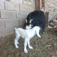 بز با دوکهره