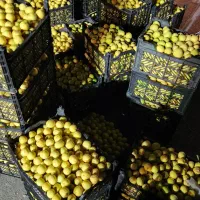 عرضه ی مستقیم لیمو ترش از شیراز