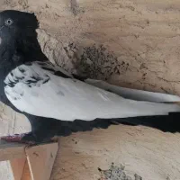 کبوتر یا کفتر بهبانی سینه ماده|پرنده|مرودشت, بهارستان|دیوار