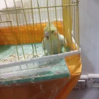 سلام پاسخ گو هستم