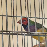 فنچ گلدین نرو و ماده|پرنده|تهران, دروازه شمیران|دیوار