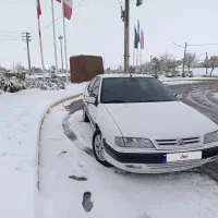 زانتیا بی رنگ وپلمپ سرسیلند 10