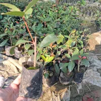 فتونیا|گل و گیاه طبیعی|کلاچای, |دیوار