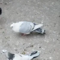 کبوتر