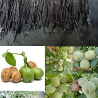 نهال گردو پیوندی فرنور و چندلر در قروه