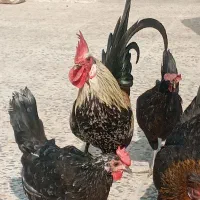 مرغ وخروس محلی کاکی|حیوانات مزرعه|خورموج, |دیوار