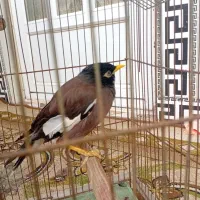 یک مینای دستی|پرنده|سرخنکلاته, |دیوار