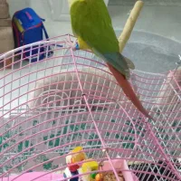 طوطی گرینچیک|پرنده|فردیس, شهرک شهید حسینی|دیوار