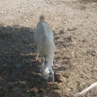 حیوانات مزرعه|حیوانات مزرعه|کهنوج, |دیوار