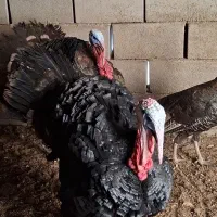 بوقلمون بالغ جوان برنز تازه تخم آمده بالای ۸۵درصد