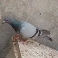 همه روی هم یک میلیون