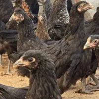 مرغ تخم گذار