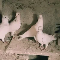 قلعه جق کوچک