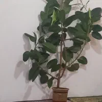 گل فیکوس