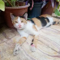 واگذاری گربه