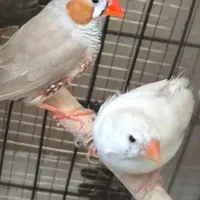 فنچ جفت مولد