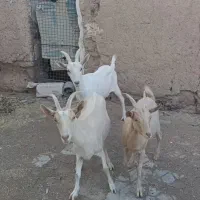 کولار سانن