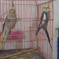 عروس هلندی