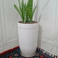 گل طبیعی همراه با گلدان