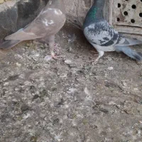 کفتر صید|پرنده|تربتحیدریه, ترمینال|دیوار