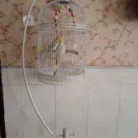عروس هلندی جذاب