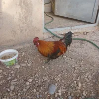 خروس مینیاتوری|حیوانات مزرعه|دشتابی, |دیوار