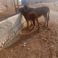 الاغ زاییده جوان|حیوانات مزرعه|تاکستان, |دیوار