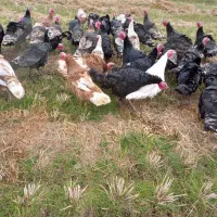 بوقلمون‌برنز‌محلی