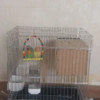 طوطی کوتوله برزیلی نر وماده