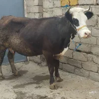 گاو یا گوساله سیمنتال اصیل طلای ناب عطیقه