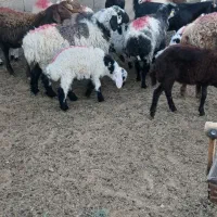 میش زاییده|حیوانات مزرعه|خواف, |دیوار