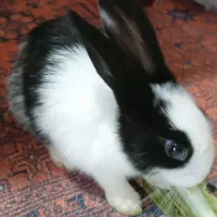 خرگوش