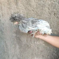 خروس سلطان|حیوانات مزرعه|کاشان, آیت الله سعیدی|دیوار