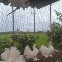 کبوتر زینتی