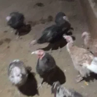 بوقلمون