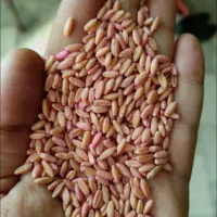 فروش بذر