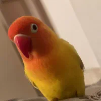 طوطی برزیلی