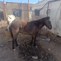 اسب مادیان خزر .|اسب و تجهیزات اسب‌سواری|رباط‌کریم, رباط‌کریم|دیوار