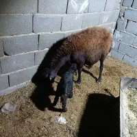 بره نر ومیش افشار