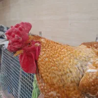 خروس ۴۰ تاج محلی