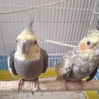 یک جفت عروس هلندی تخم گذار