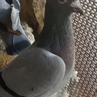 نرمادهالمانی