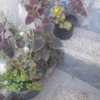 گل.وکیاه|گل و گیاه طبیعی|اهواز, منبع اب|دیوار
