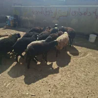 ۲۰ راس بره نر بومی دورگ|حیوانات مزرعه|سلفچگان, |دیوار
