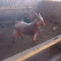 بزغاله نر 7ماهه به شرط سالمی