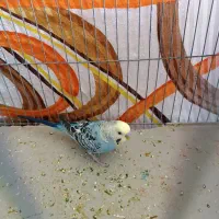 مرغ عشق نر|پرنده|شیراز, ریاستی|دیوار