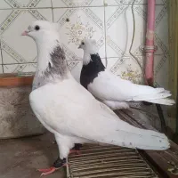کفتر توقی ۵تا کاکلی پاک و آس