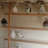 سلام به همه دوستان تعداد کبوتر خوب به فروش می رسد|پرنده|اسلامشهر, شهرک سالور|دیوار