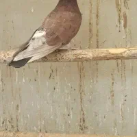 فروش کبوتر