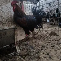 خروس زابلی